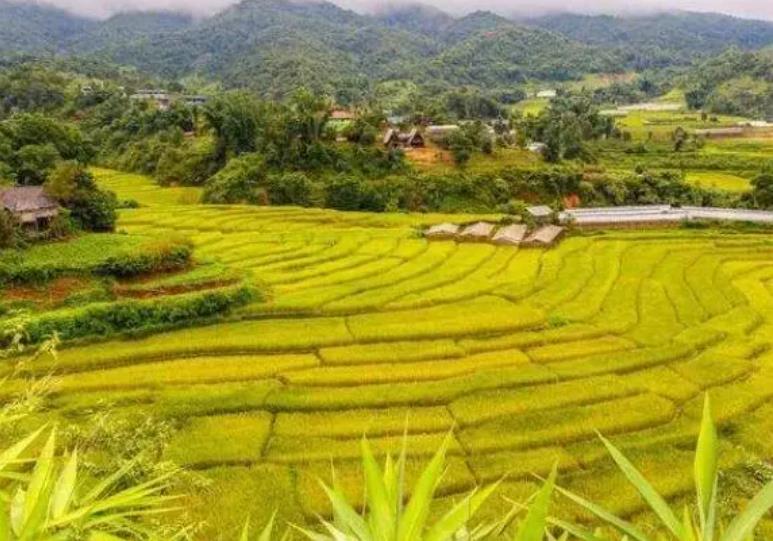 乡村产业振兴规划以及景观怎么做